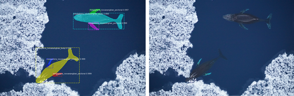 Image of whales detected and measured with remote sensing.
