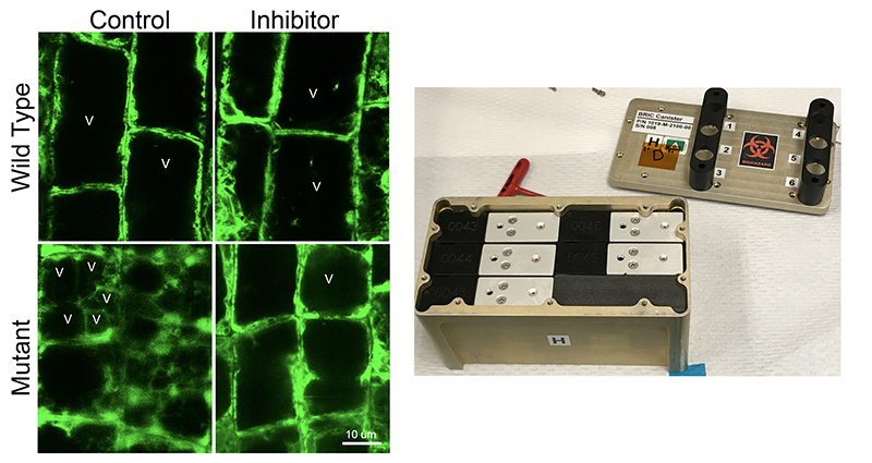 Image showing plant vacuoles in wild thale cress, with large, rectangular, fused vacuoles, and mutant thale cress with small, irregularly shaped, unfused vacuoles. After the inhibitor is applied, the pictured vacuoles lose their strongly rectangular shape, but the mutant cress shows more rectangular vacuoles.