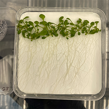 Thale cress plants sit in a collection dish with their roots exposed. 