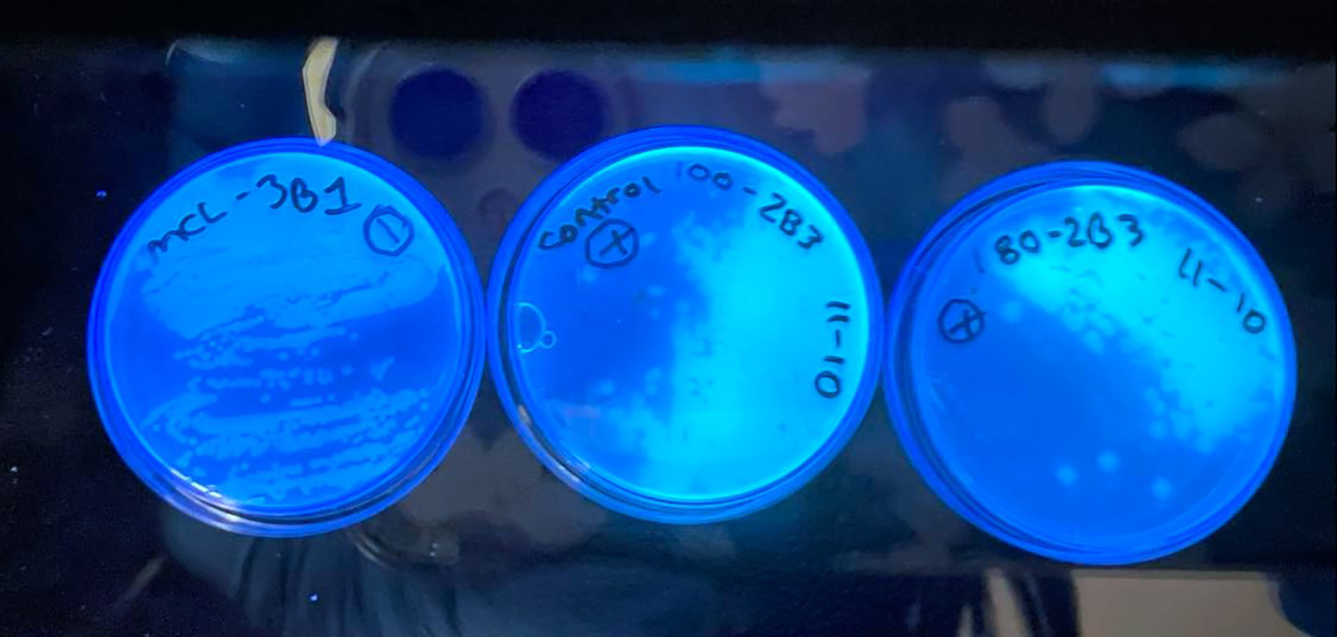 Three agar plates illuminated with UV light to reveal bacterial colonies