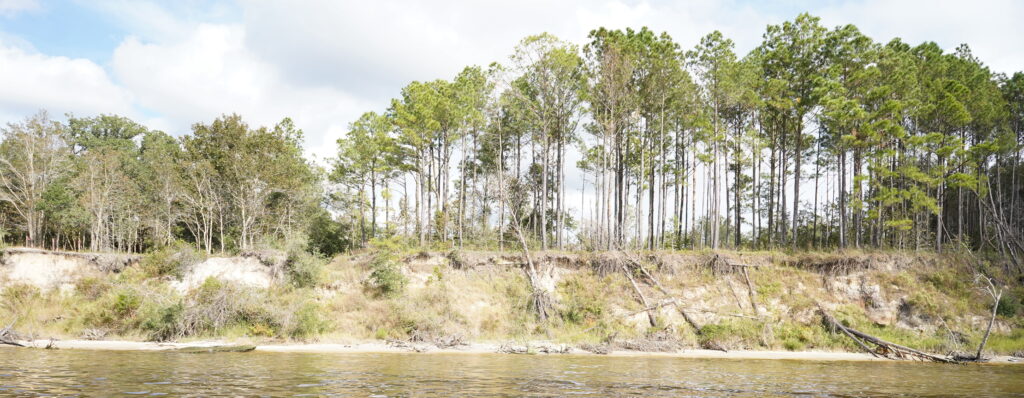 Trees on a seaside bluff with erosion on the shoreline