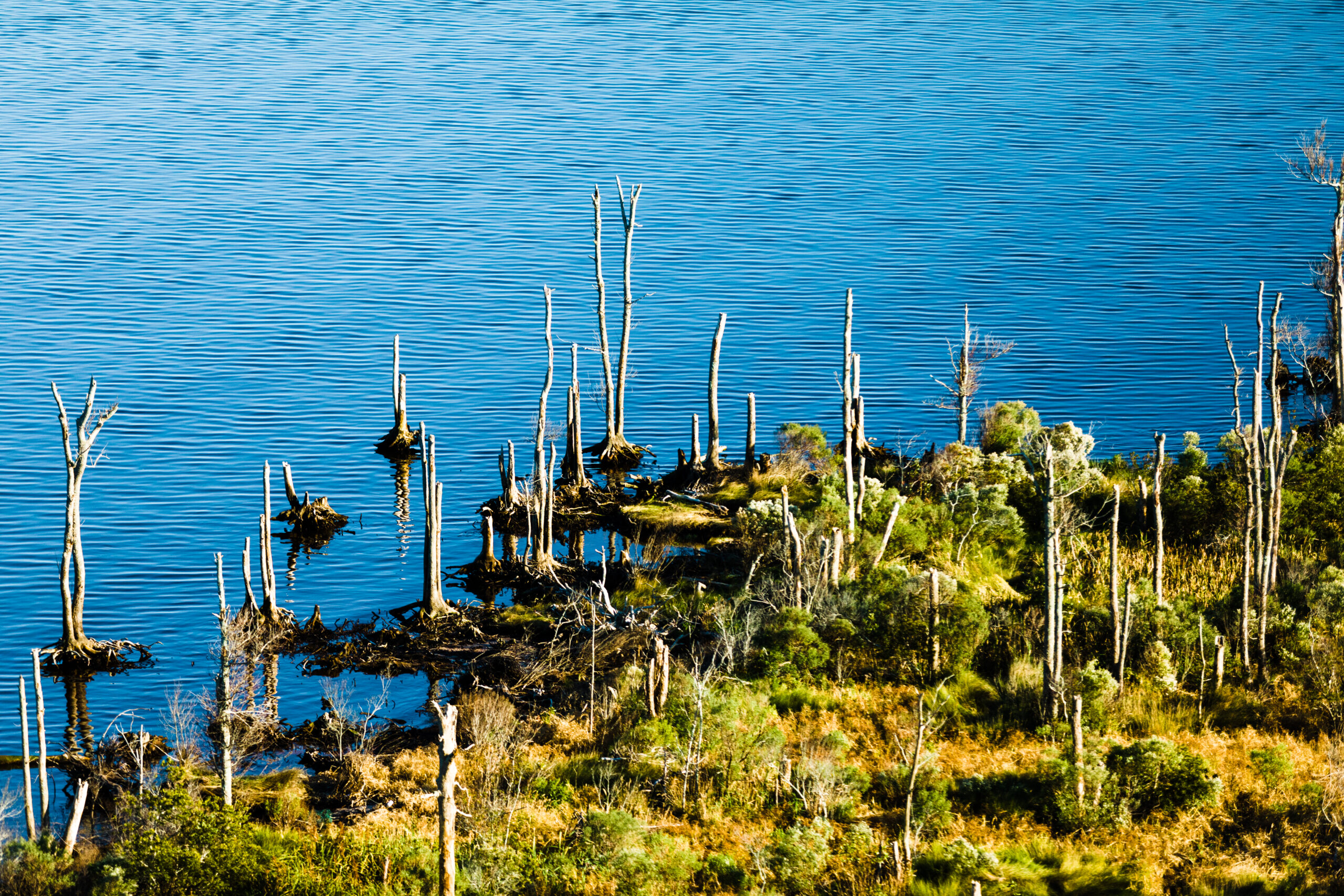 Ghost Forest of dying trees in an estuary