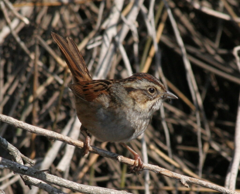 Swamp sparrow