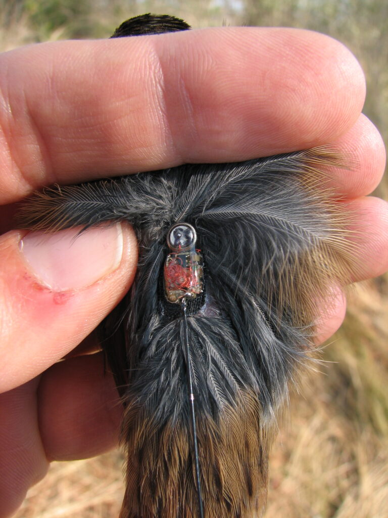 A Swamp Sparrow with a radio transmitter attached to its back for tracking