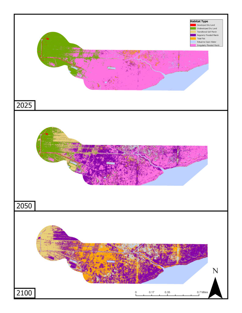 Three maps of one study site in Hyde County, NC showing the change in habitat type for each year (2025, 2050 and 2100) due to projected sea level rise