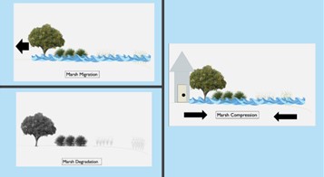 Three illustrations within one graphic showing the responses of tidal marshes: marsh migration (illustration of marsh moving backward), marsh compression (illustration of marsh area getting smaller), and marsh degradation (illustration showing marsh area degrading).
