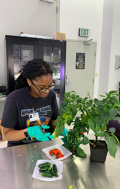 Astrobotany Lab research assistant Hayden Glenn collecting fruits and gathering growth data from pepper plants.