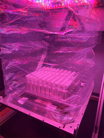 Perera's experiment in progress: A replica of the hardware used aboard the Space Station, this unit provides optimal lighting, temperature and air-flow, while plants grow on agar media in petri dishes.