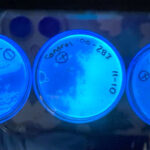 Three agar plates illuminated with UV light to reveal bacterial colonies