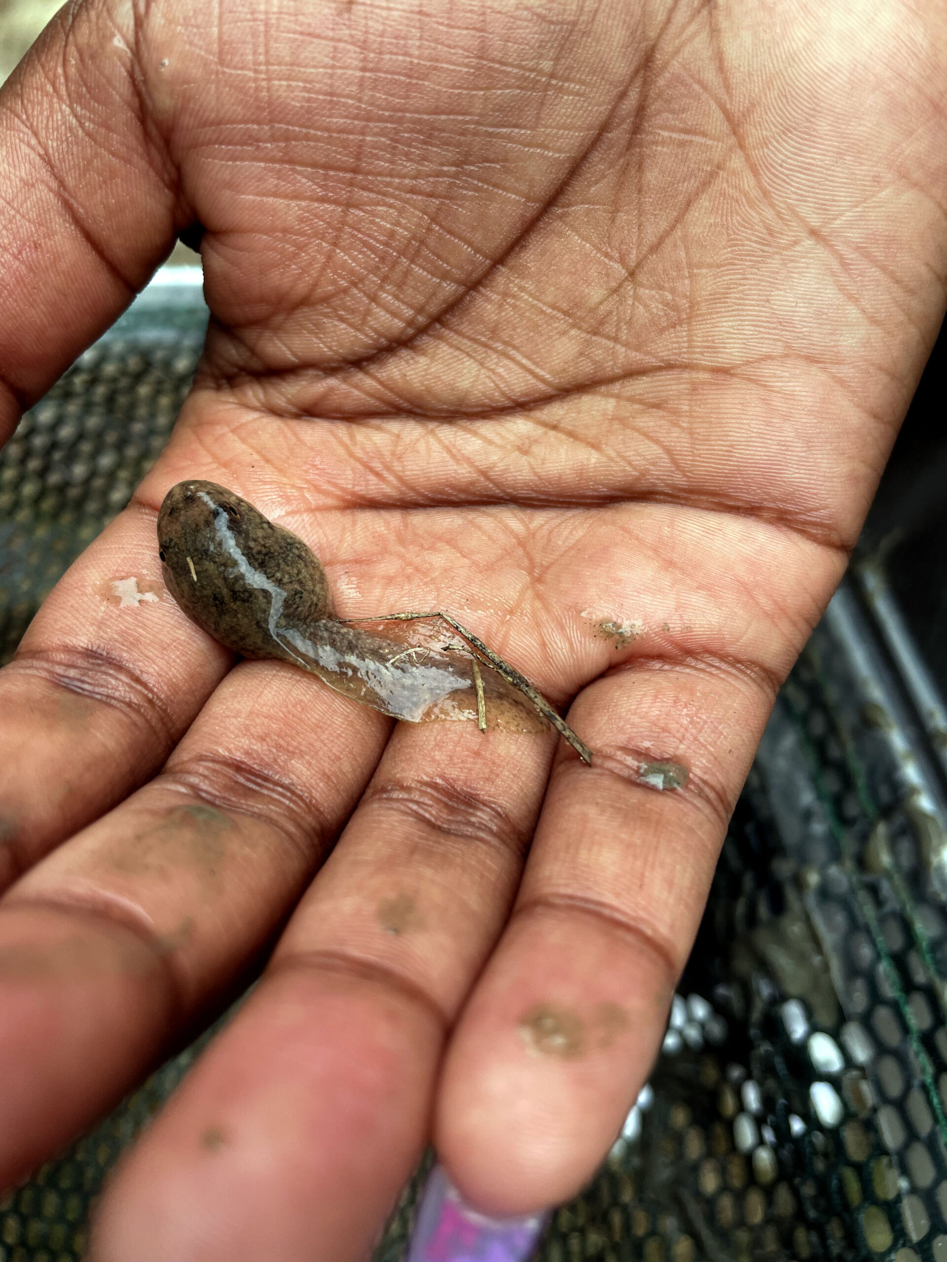 A tadpole lies within someone's hand.