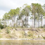 Trees on an estuary shoreline with visible erosion